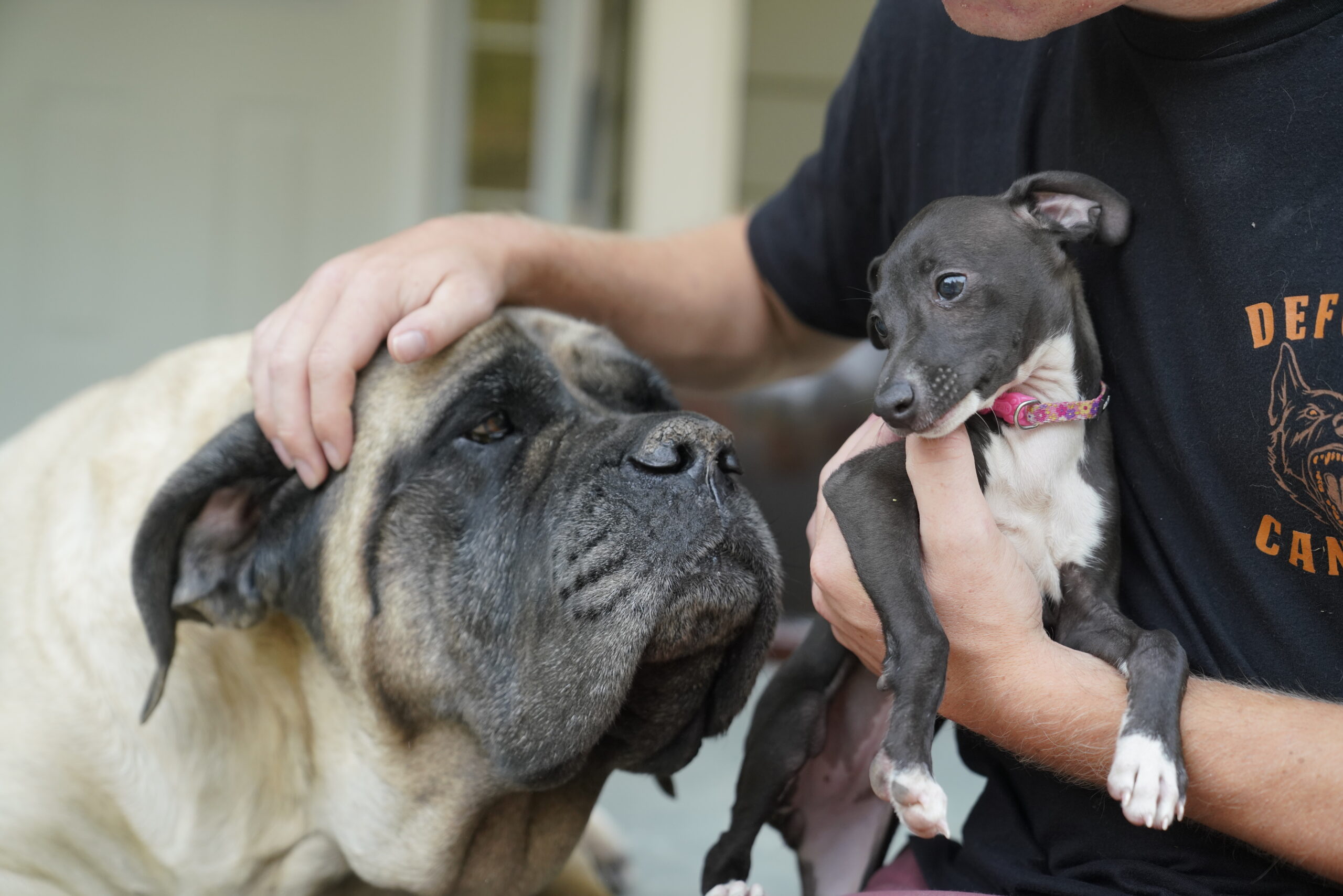 Dog trainer Dane Seidlitz with Mastiff and Italien Greyhound