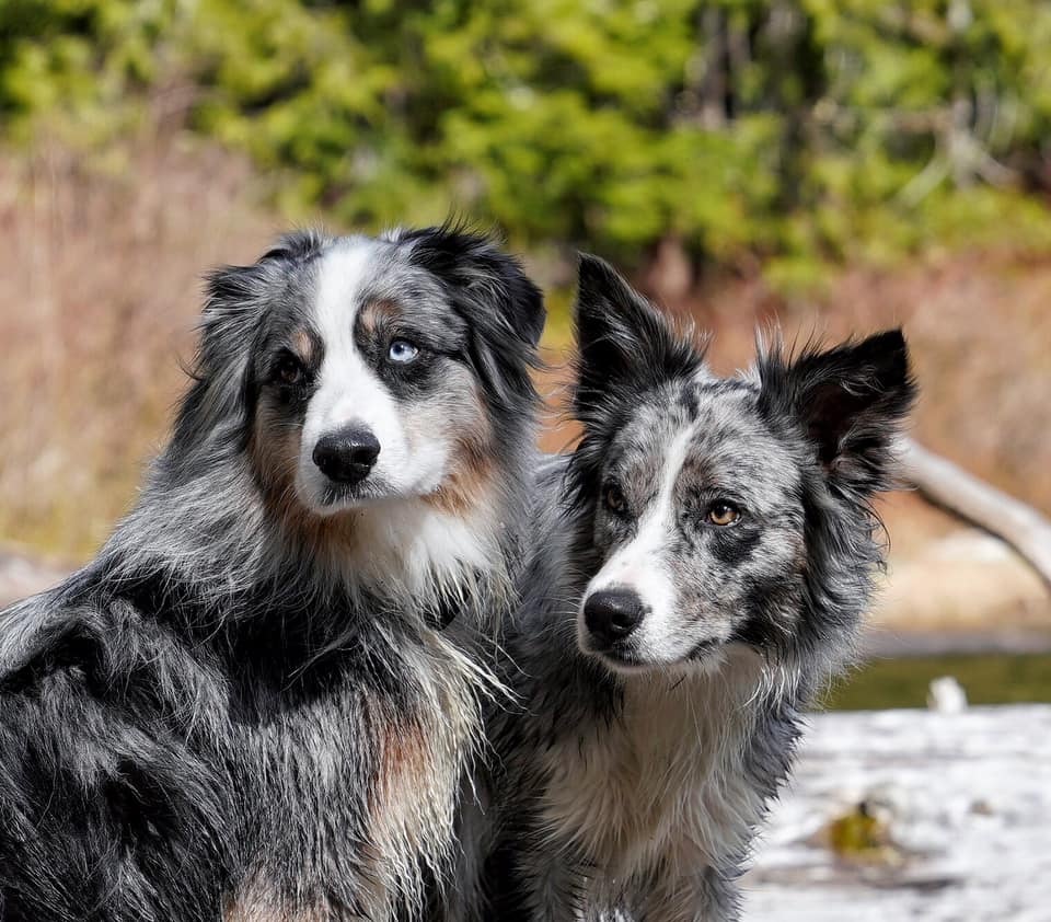 obedient austalian shepherds