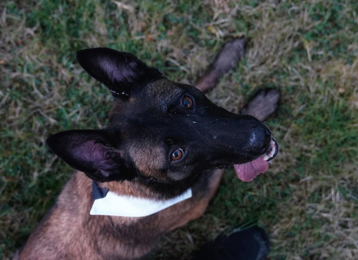 Malinois puppy - Maui